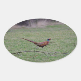 Fasant Ovaler Aufkleber