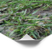 Fasant Poster (Ecke)