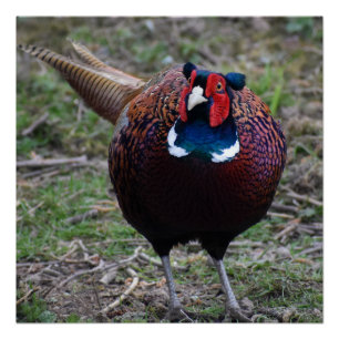 Fasant Poster