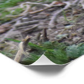Fasant Poster (Ecke)
