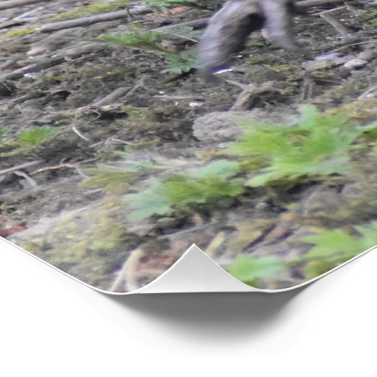 Fasant Poster (Ecke)