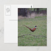 Fasant Postkarte (Vorne/Hinten)
