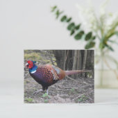 Fasant Postkarte (Stehend Vorderseite)