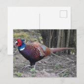 Fasant Postkarte (Vorne/Hinten)