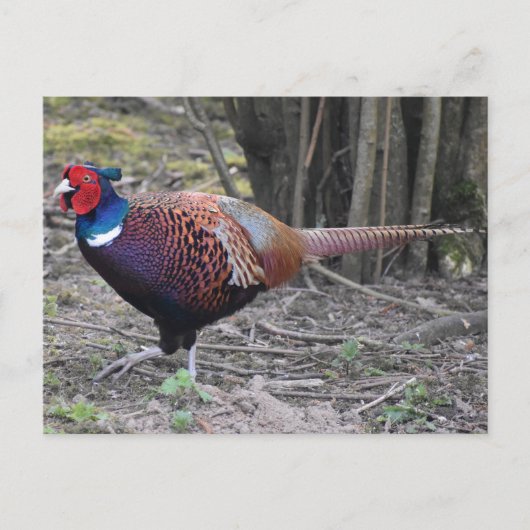 Fasant Postkarte (Vorderseite)