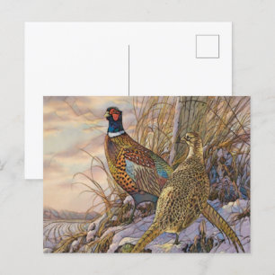 Fasant Postkarte
