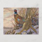 Fasant Postkarte (Vorderseite)