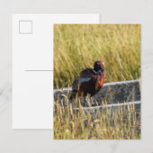 Fasant Postkarte (Vorne/Hinten)