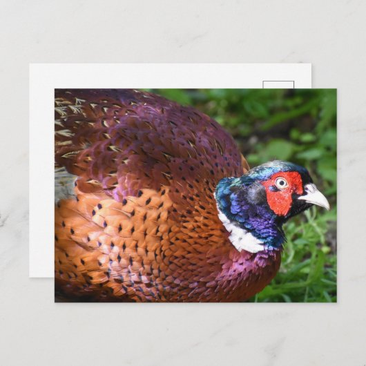 Fasant Postkarte (Vorne/Hinten)