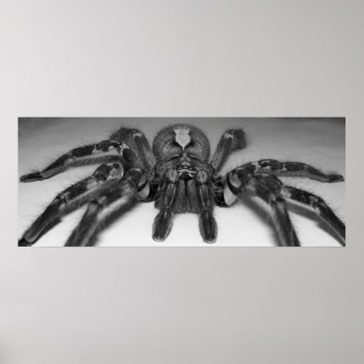 Fasciata Foto drucken von Randomwhat Poster (Vorne)