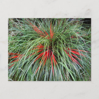 Fascicularia bicolor (Bromeliaceae), Südliche Chil Postkarte