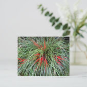 Fascicularia bicolor (Bromeliaceae), Südliche Chil Postkarte (Stehend Vorderseite)