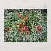 Fascicularia bicolor (Bromeliaceae), Südliche Chil Postkarte (Vorderseite)