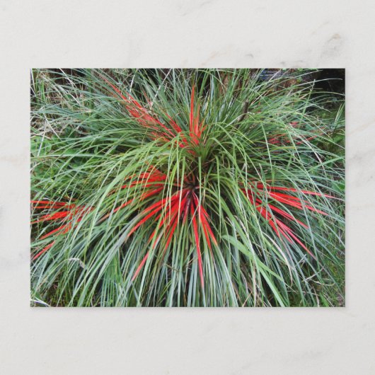 Fascicularia bicolor (Bromeliaceae), Südliche Chil Postkarte (Vorderseite)