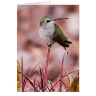 Fass-Kaktus Roosting