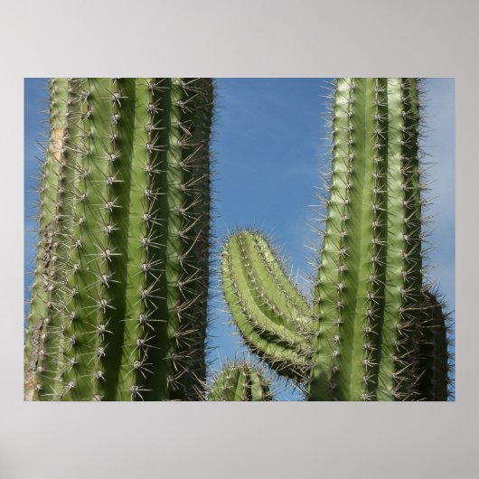 Fasskaktus I Wüstenfoto Poster (Vorne)