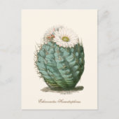 Fasskaktus Weiße Blume Postkarte (Vorderseite)