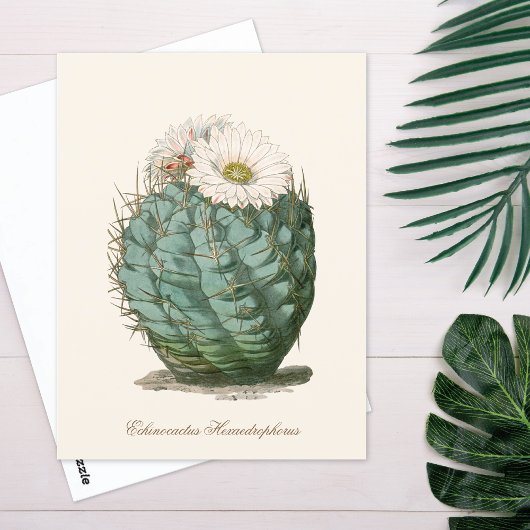Fasskaktus Weiße Blume Postkarte