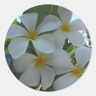 Fast Edible Frangipani Runder Aufkleber
