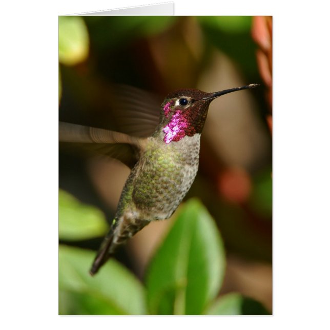 fast - Kolibri (Vorne)