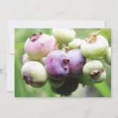 Fast reif - Blaubeeren Einladung (Rückseite)