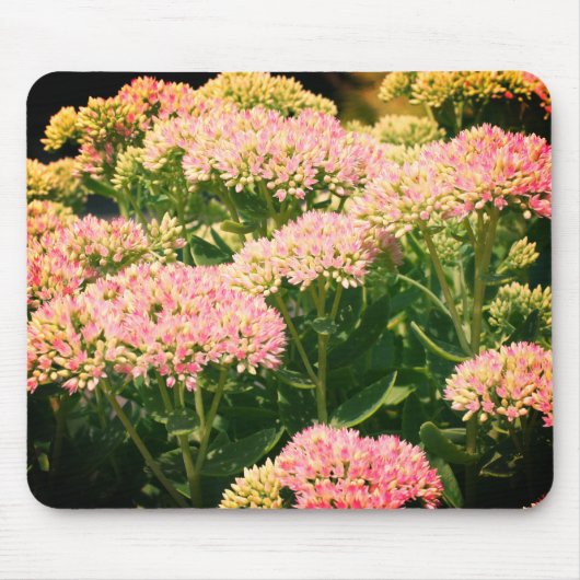 Fast-Sedum-Blume Mousepad (Vorne)
