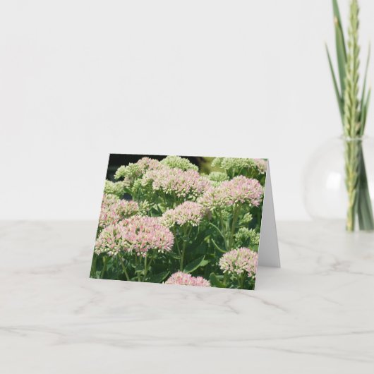 Fast Sedum-Blumenfotografie (Vorderseite)