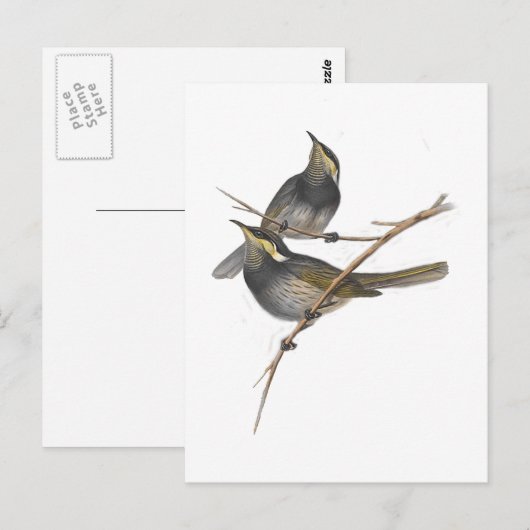 Fasziierter Honigfresser Postkarte (Vorne/Hinten)