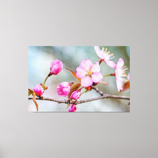 Faszination der Sakura-Blume im Frühjahrsgarten Leinwanddruck (Vorderseite)
