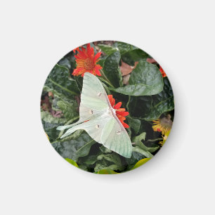 Faszinierende Luna Moth Magnet