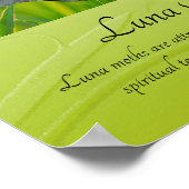 Faszinierende Luna Moth Poster (Ecke)