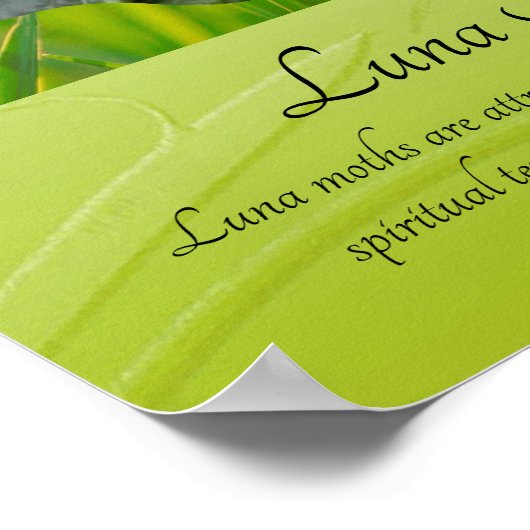 Faszinierende Luna Moth Poster (Ecke)