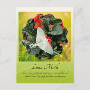 Faszinierende Luna Moth        Postkarte