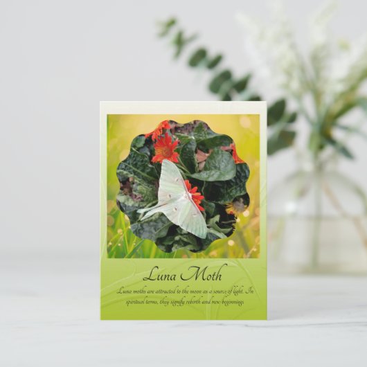 Faszinierende Luna Moth Postkarte (Stehend Vorderseite)