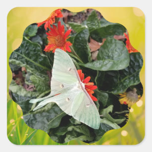 Faszinierende Luna Moth Quadratischer Aufkleber