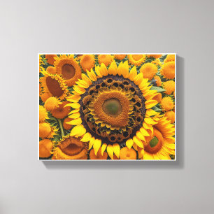 faszinierende Szene mit Sonnenblumen Leinwanddruck