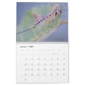 Faszinierender Insekten-Kalender Kalender (Jan 2027)