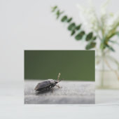 Faszinierender Macro-Schuss eines stinkenden Fehle Postkarte (Stehend Vorderseite)