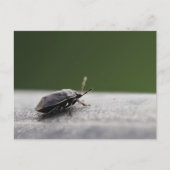 Faszinierender Macro-Schuss eines stinkenden Fehle Postkarte (Vorderseite)