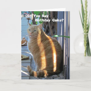 Fat Cat Birthday Card - Lasst uns Party! Karte