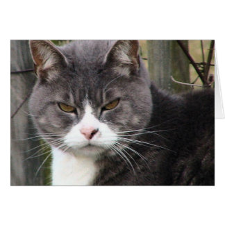 Fat Tabby GRUMPY