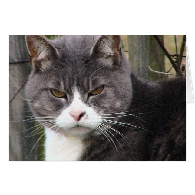 Fat Tabby GRUMPY (Vorderseite (Horizontal))