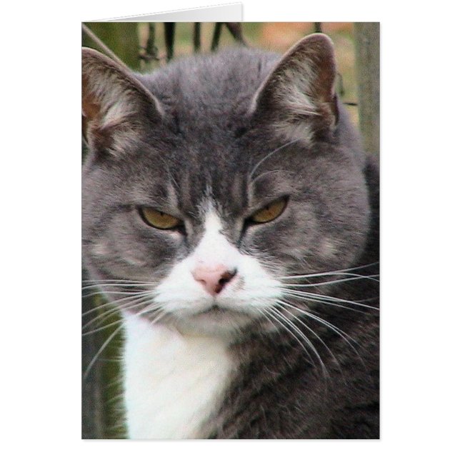 Fat Tabby GRUMPY (Vorne)