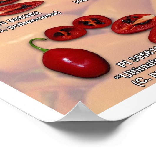 Fataliis Split Chile Paprikaschoten! Poster (Ecke)