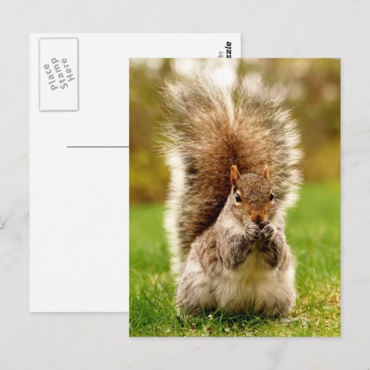 Fatterichhörnchen Postkarte (Vorne/Hinten)