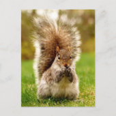 Fatterichhörnchen Postkarte (Vorderseite)