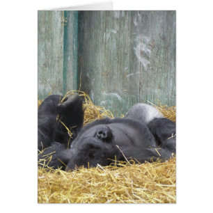 Faule Gorilla-Karte