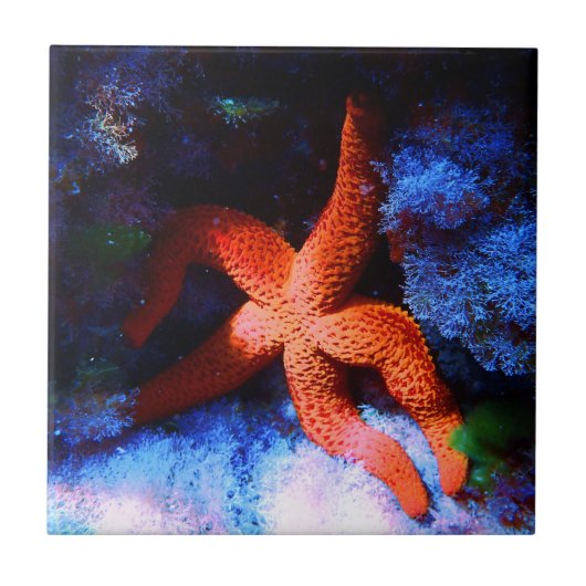 Faule tropische unterseeische Starfish Fliese (Vorderseite)