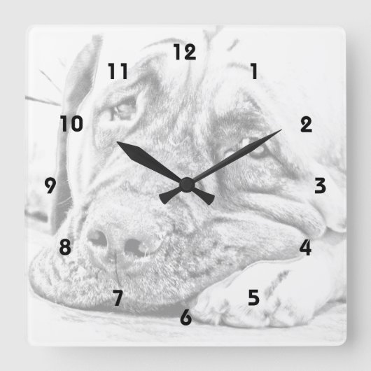 Fauler Mastiff Quadratische Wanduhr (Vorderseite)