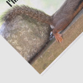 Faules Eichhörnchen Seidenpapier (Ausschnitt)